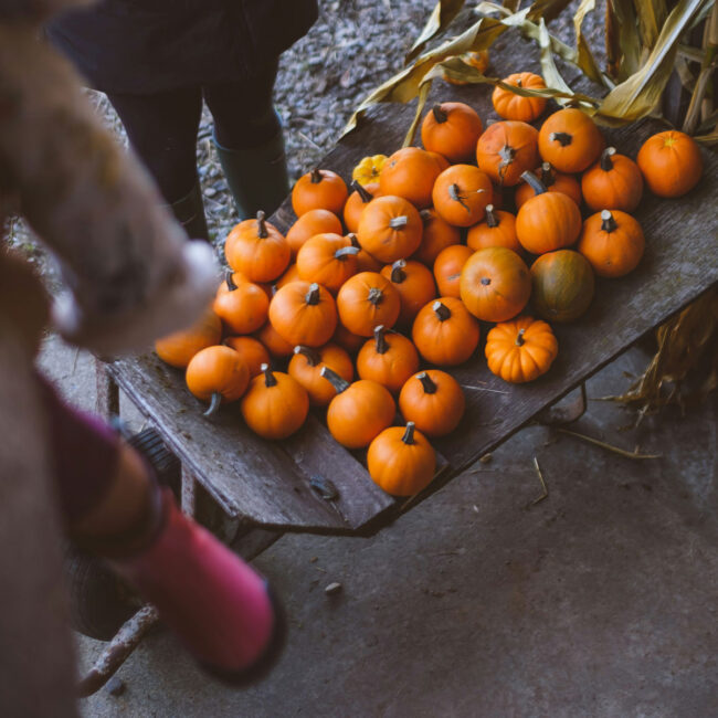 Pumpkins at harvest